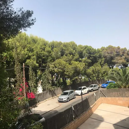 Mimosin Palma de Mallorca